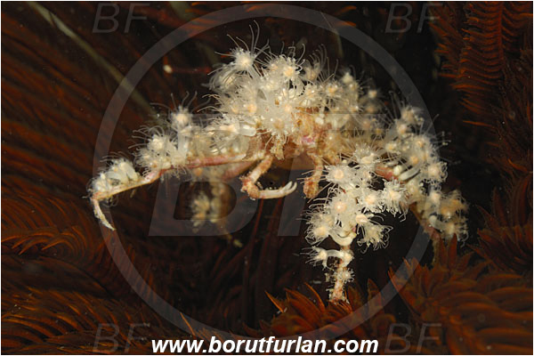 Rinja, Komodo, Indonesia, Achaeus spinosus, Achaeus, Inachinae, Decapoda, Spiny Spider Crab, Crab, Crustacea, Crustacean