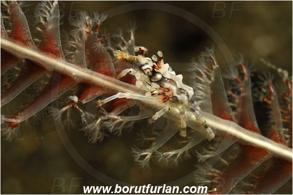 Rinja, Komodo, Indonesia, Xenocarcinus tuberculatus, Xenocarcinus, Epialtidae, Decapoda, Whip Coral Spider Crab, Crab, Crustacea, Crustacean