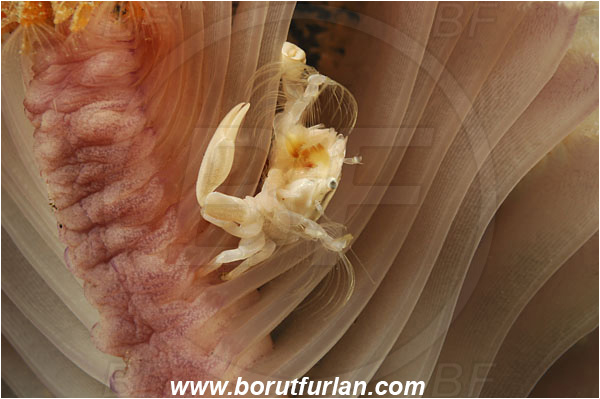 Rinja, Komodo, Indonesia, Porcellanella sp., Porcellanella, Porcellanidae, Decapoda, Sea Pen Crab, Porcelain crab, Crab, Crustacea, Crustacean
