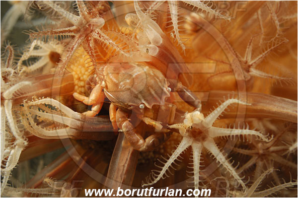 Rinja, Komodo, Indonesia, Porcellanella triloba, Porcellanella, Porcellanidae, Decapoda, Porcelain crab, Crab, Crustacea, Crustacean