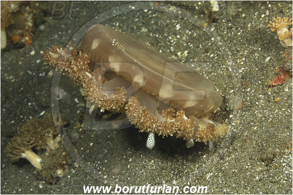 Rinja, Komodo, Indonesia, Cassiopea andromeda, Cassiopea, Cassiopeidae, Scyphozoa, Cnidaria, Cnidarian, Upside-down Jellyfish, Jellyfish