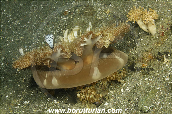 Rinja, Komodo, Indonesia, Cassiopea andromeda, Cassiopea, Cassiopeidae, Scyphozoa, Cnidaria, Cnidarian, Upside-down Jellyfish, Jellyfish