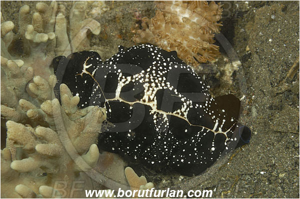 Rinja, Komodo, Indonesia, Ovula ovum, Ovula, Ovulidae, Egg Cowry, Cowry, Sea snail, Gastropoda, Mollusca, Mollusc