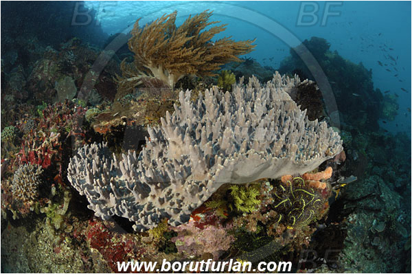 Rinja, Komodo, Indonesia, Sinularia sp., Sinularia, Alcyoniidae, Digitate leather coral, Leather coral, Coral, Cnidaria, Cnidarian, Reef
