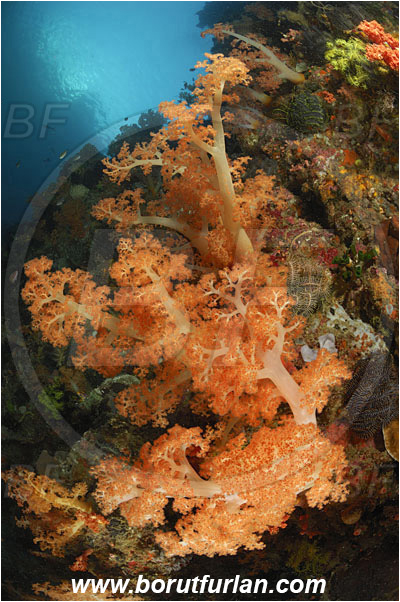 Rinja, Komodo, ndonesia, Dendronephthya sp., Dendronephthya, Nephtheidae, Soft coral, Coral, Anthozoa, Cnidaria, Cnidarian, Reef, Wall