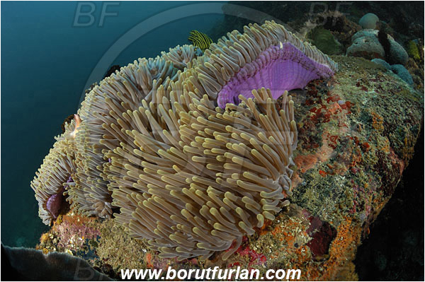 Rinja, Komodo, Indonesia, Heteractis magnifica, Magnificent Sea Anemone, Anemone, Anthozoa, Cnidaria, Cnidarian, Reef