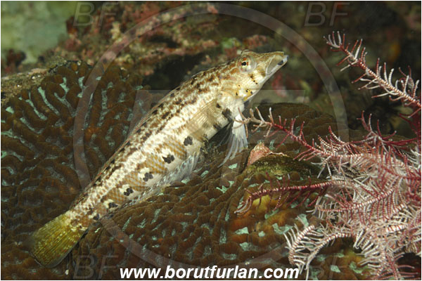 Rinja, Komodo, Indonesia, Parapercis cylindrica, Parapercis, Pinguipedidae, Cylindrical sandperch, Sandperch, Fish