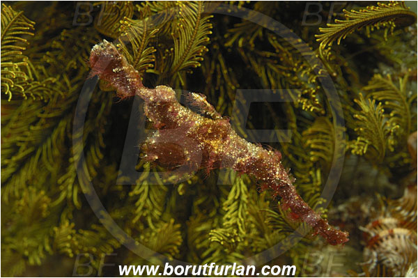 Rinja, Komodo, Indonesia, Solenostomus paegnius, Solenostomus, Solenostomidae, Roughsnout Ghost Pipefish, Ghost Pipefish, Fish