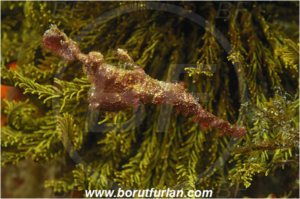 Rinja, Komodo, Indonesia, Solenostomus paegnius, Solenostomus, Solenostomidae, Roughsnout Ghost Pipefish, Ghost Pipefish, Fish