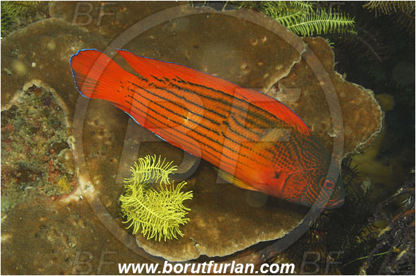 Rinja, Komodo, Indonesia, Labracinus melanotaenia, Labracinus, Pseudochromidae, Fire-tail devil, Spotfin Dottyback, Dottyback, Fish