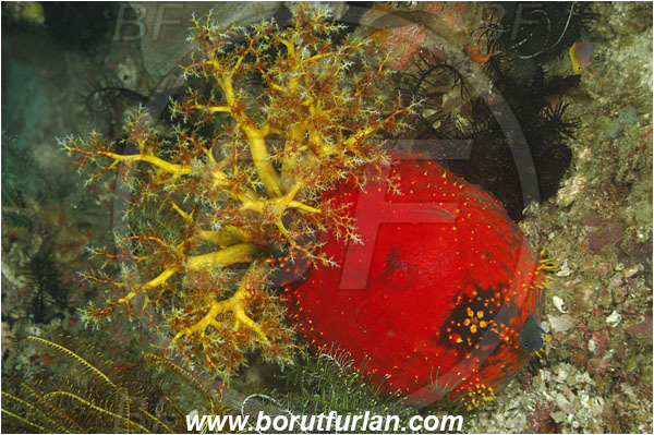 Rinja, Komodo, Indonesia, Pseudocolochirus violaceus, Pseudocolochirus, Cucumariidae, Sea Apple, Sea Cucumber, Holothuroidea, Holothurian, Echinodermata, Echinoderm