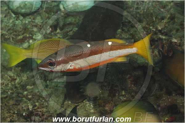 Rinja, Komodo, Indonesia, Lutjanus biguttatus, Lutjanus, Lutjanidae, Two-spot banded snapper, Snapper, Fish