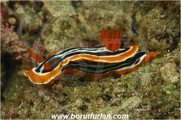 Rinja, Komodo, Indonesia, Chromodoris magnifica, Chromodoris, Chromodorididae, Magnificent chromodoris, Nudibranch, Sea slug, Gastropoda, Mollusca, Mollusc
