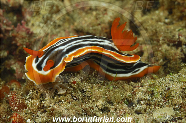 Rinja, Komodo, Indonesia, Chromodoris magnifica, Chromodoris, Chromodorididae, Magnificent chromodoris, Nudibranch, Sea slug, Gastropoda, Mollusca, Mollusc