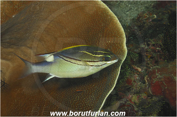 Rinja, Komodo, Indonesia, Scolopsis bilineata, Scolopsis, Nemipteridae, Two-lined Monocle Bream, Bream, Fish