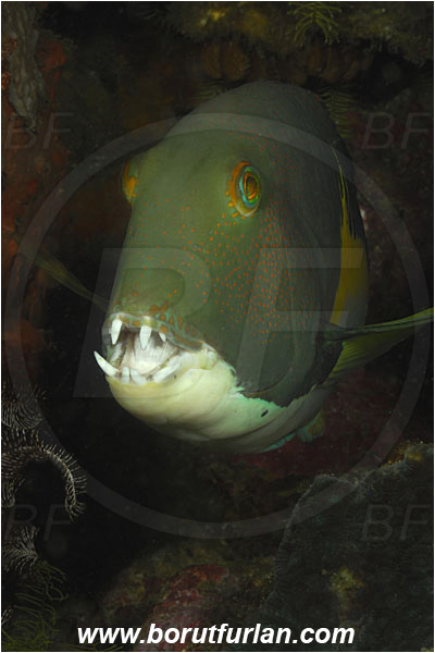 Rinja, Komodo, Indonesia, Choerodon anchorago, Choerodon, Labridae, Orange-dotted tuskfish, Wrasse, Fish, Portrait
