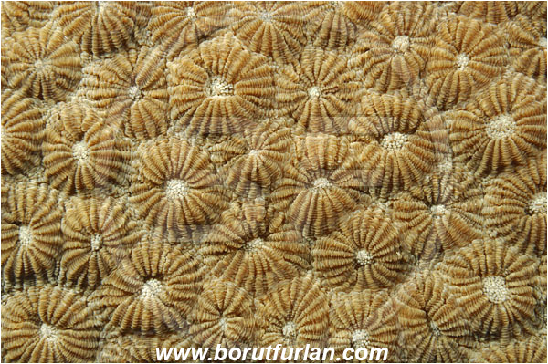 Rinja, Komodo, Indonesia, Diploastrea heliopora, Diploastrea, Diploastreidae, Honeycomb coral, Coral, Anthozoa, Cnidaria, Cnidarian, Abstract