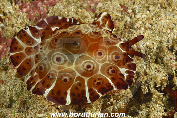 Rinja, Komodo, Indonesia, Pleurobranchus forskalii, Pleurobranchus, Pleurobranchidae, Side-gilled Sea Slug, Nudibranch, Sea slug, Gastropoda, Mollusca, Mollusc