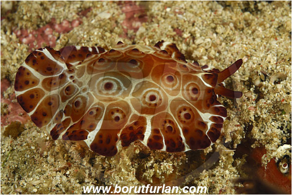 Rinja, Komodo, Indonesia, Pleurobranchus forskalii, Pleurobranchus, Pleurobranchidae, Side-gilled Sea Slug, Nudibranch, Sea slug, Gastropoda, Mollusca, Mollusc