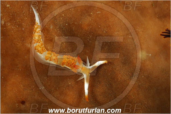 Rinja, Komodo, Indonesia, Moridilla brockii, Moridilla, Facelinidae, Aeolid nudibranch, Brock