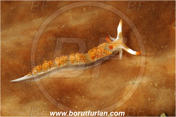 Rinja, Komodo, Indonesia, Moridilla brockii, Moridilla, Facelinidae, Aeolid nudibranch, Brock