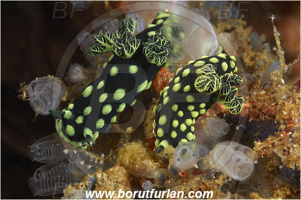 Rinja, Komodo, Indonesia, Nembrotha cristata, Nembrotha, Polyceridae, Polycerid nudibranch, Crested Nembrotha, Nudibranch, Sea slug, Gastropoda, Mollusca, Mollusc
