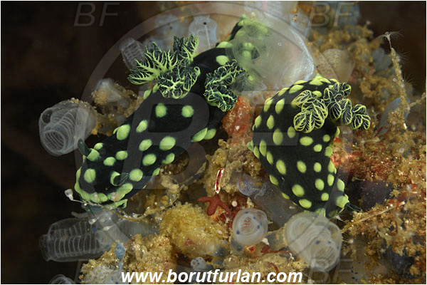 Rinja, Komodo, Indonesia, Nembrotha cristata, Nembrotha, Polyceridae, Polycerid nudibranch, Crested Nembrotha, Nudibranch, Sea slug, Gastropoda, Mollusca, Mollusc