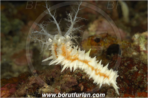 Rinja, Komodo, Indonesia, Colochirus robustus, Colochirus, Cucumariidae, Yellow Sea Cucumber, Sea Cucumber, Holothuroidea, Holothurian, Echinodermata, Echinoderm