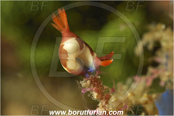 Rinja, Komodo, Indonesia, Nembrotha purpureolineolata, Polyceridae, Nembrotha, Nembrotha Nudibranch, Nudibranch, Sea slug, Mollusca, Mollusc