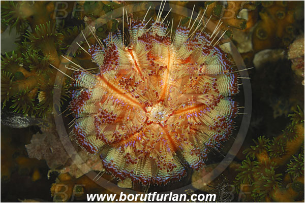 Rinja, Komodo, Indonesia, Asthenosoma varium, Asthenosoma, Echinothuriidae, Fire Sea Urchin, Sea Urchin, Echinoidea, Echinodermata, Echinoderm