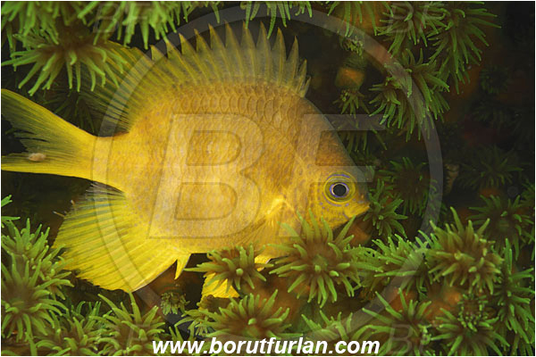 Rinja, Komodo, Indonesia, Amblyglyphidodon aureus, Amblyglyphidodon, Pomacentridae, Golden damselfish, Damselfish, Fish