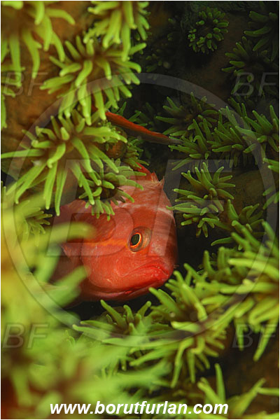 Rinja, Komodo, Indonesia, Serranidae, Fairy basslet, Fish, Portrait, Unidentified