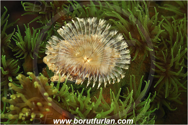 Rinja, Komodo, Indonesia, Sabellastarte sp., Sabellastarte, Sabellidae, Polychaeta, Annelid, Worm