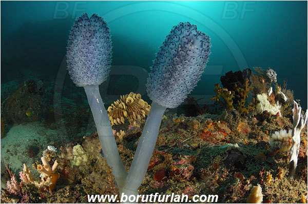 Rinja, Komodo, Indonesia, Nephtheis fascicularis, Nephtheis, Clavelinidae, Blue Sea Squirt Colony, Lollipop Tunicate, Tunicata, Tunicate, Sea squirt, Reef