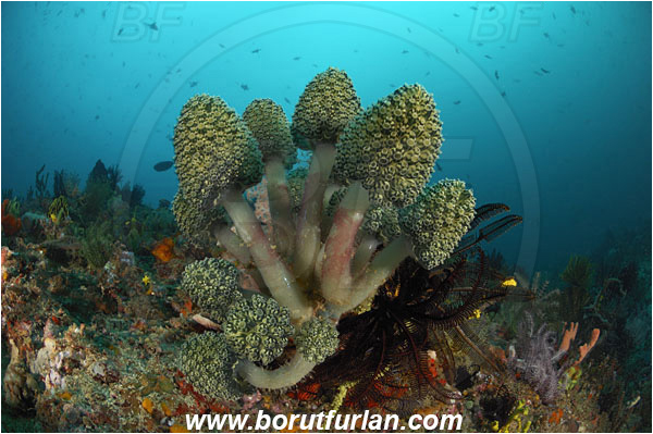 Rinja, Komodo, Indonesia, Nephtheis fascicularis, Nephtheis, Clavelinidae, Stalked sea squirts, Tunicata, Tunicate, Sea squirt, Reef