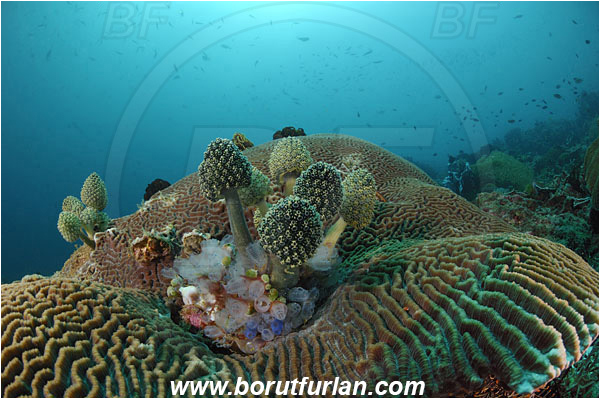 Rinja, Komodo, Indonesia, Nephtheis fascicularis, Nephtheis, Clavelinidae, Stalked sea squirts, Tunicata, Tunicate, Sea squirt, Platygyra sp., Platygyra, Meandrinidae, Brain coral, Coral, Hard coral, Cnidaria, Cnidarian, Reef