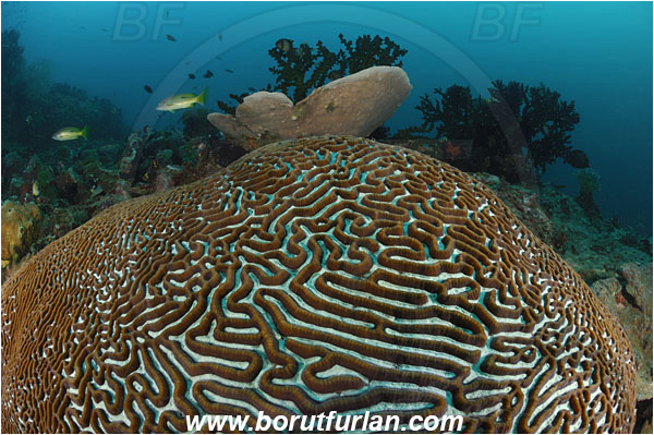 Rinja, Komodo, Indonesia, Platygyra daedalea, Platygyra, Meandrinidae, Brain coral, Coral, Hard coral, Cnidaria, Cnidarian, Reef