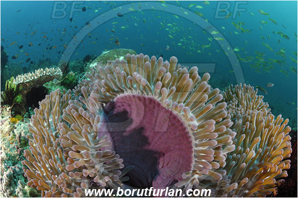 Rinja, Komodo, Indonesia, Heteractis magnifica, Magnificent Sea Anemone, Anemone, Anthozoa, Cnidaria, Cnidarian, Reef, Fish school