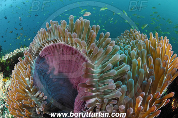 Rinja, Komodo, Indonesia, Heteractis magnifica, Magnificent Sea Anemone, Anemone, Anthozoa, Cnidaria, Cnidarian, Reef, Fish school