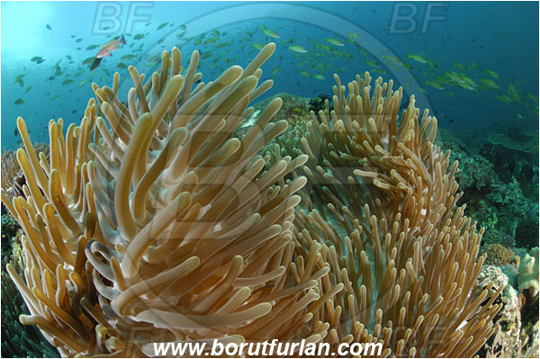 Rinja, Komodo, Indonesia, Heteractis magnifica, Magnificent Sea Anemone, Anemone, Anthozoa, Cnidaria, Cnidarian, Reef