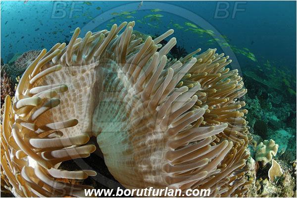 Rinja, Komodo, Indonesia, Heteractis magnifica, Magnificent Sea Anemone, Anemone, Anthozoa, Cnidaria, Cnidarian, Reef