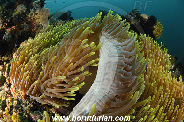 Rinja, Komodo, Indonesia, Heteractis magnifica, Magnificent Sea Anemone, Anemone, Anthozoa, Cnidaria, Cnidarian, Reef