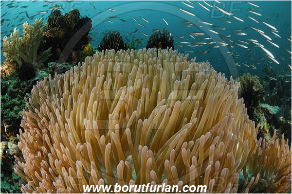 Rinja, Komodo, Indonesia, Heteractis magnifica, Magnificent Sea Anemone, Anemone, Anthozoa, Cnidaria, Cnidarian, Reef, Fish school