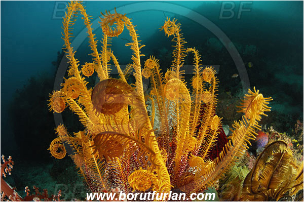 Rinja, Komodo, Indonesia, Crinoid, Crinoidea, Feather star, Echinodermata, Echinoderm, Reef