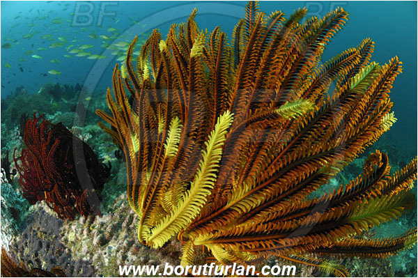 Rinja, Komodo, Indonesia, Crinoid, Crinoidea, Feather star, Echinodermata, Echinoderm, Reef