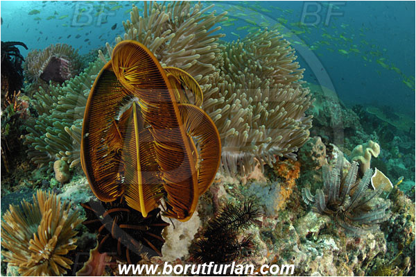 Rinja, Komodo, Indonesia, Crinoid, Crinoidea, Feather star, Echinodermata, Echinoderm, Heteractis magnifica, Magnificent Sea Anemone, Anemone, Anthozoa, Cnidaria, Cnidarian, Reef