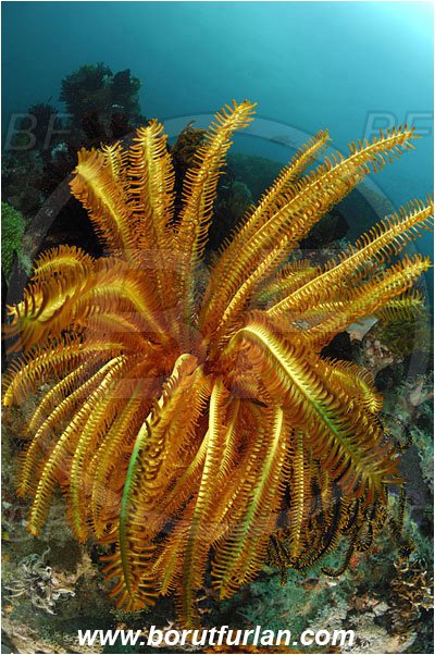 Rinja, Komodo, Indonesia, Crinoid, Crinoidea, Feather star, Echinodermata, Echinoderm, Reef