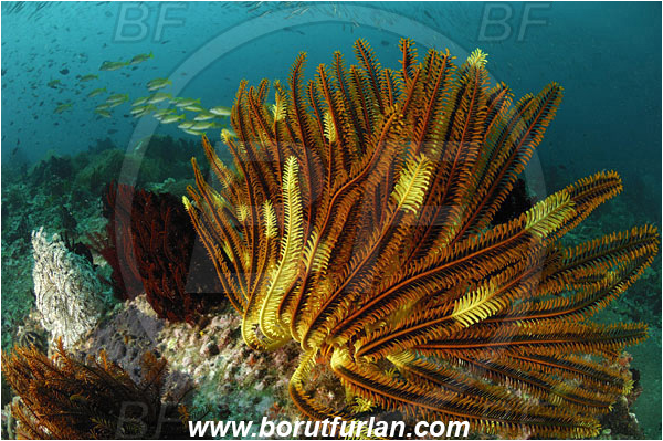 Rinja, Komodo, Indonesia, Crinoid, Crinoidea, Feather star, Echinodermata, Echinoderm, Reef