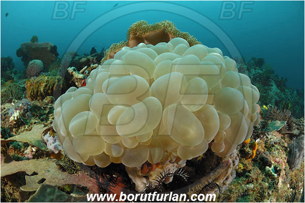 Rinja, Komodo, Indonesia, Plerogyra sinuosa, Plerogyra, Scleractinia, Bubble coral, Coral, Cnidaria, Cnidarian, Reef