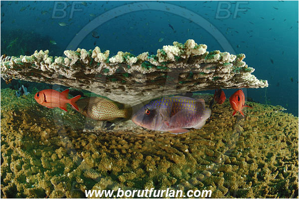 Rinja, Komodo, Indonesia, Acropora hyacinthus, Acropora, Acroporidae, Table Coral, Coral, Anthozoa, Cnidaria, Cnidarian, Reef, Myripristis berndti, Myripristis, Holocentridae, Blotcheye Soldierfish, Soldierfish, Fish, Parupeneus trifasciatus, Parupeneus, Mullidae, Doublebar Goatfish, Goatfish, Anyperodon leucogrammicus, Anyperodon, Serranidae, Slender Grouper, Grouper